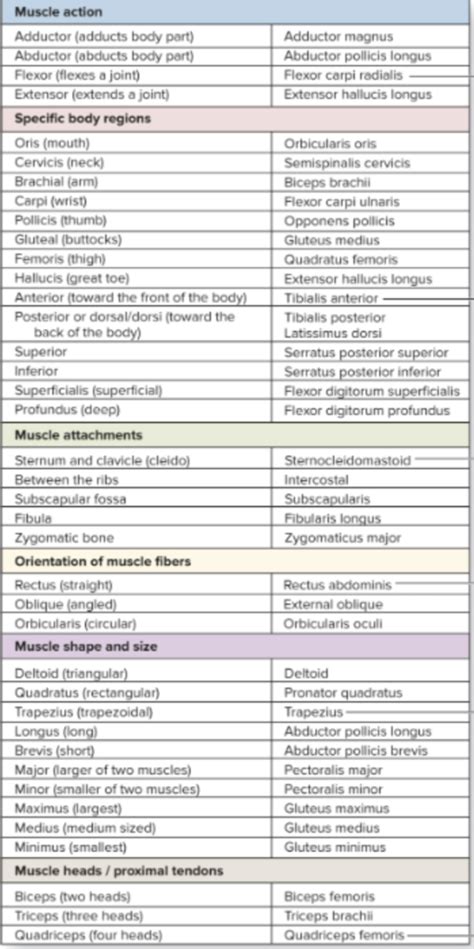 Muscle Naming CH 10 Diagram Quizlet