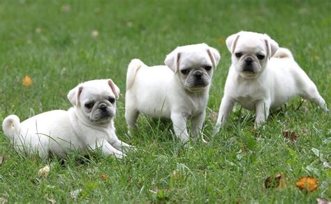 Pin On White Pug Puppies