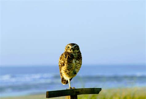 Horned Owl Florida Photos, Download The BEST Free Horned Owl Florida ...