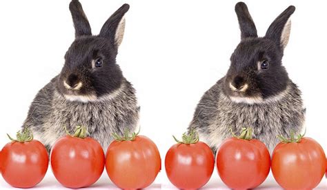 Can Rabbits Eat Tomatoes (Leaves + Seeds)? Risks and Benefits