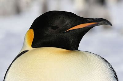 Birds Photos - Birds Wallpapers & Facts info: Emperor Penguin Pictures, Emperor Penguin Facts