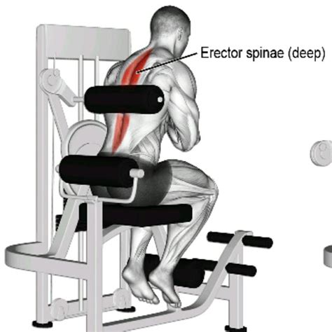 Back Extension Machine Exercise How To Workout Trainer By Skimble