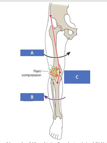 MSK Exam 2 Knee Joint Flashcards Quizlet