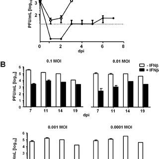 MCMV replication is completely blocked in IFNβ responsive cells NIH3T3