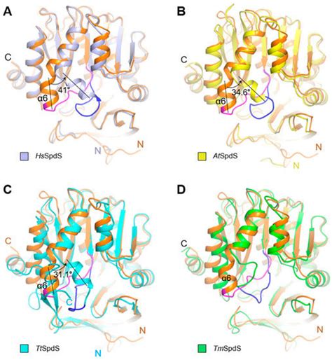 Molecules Free Full Text Structural Analysis Of Spermidine Synthase