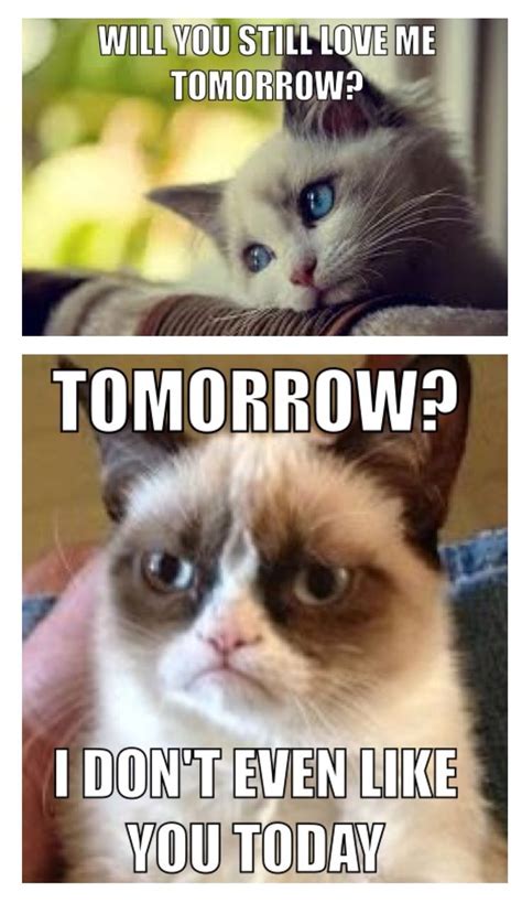 63 Best Grumpy Cat Memes Images On Pinterest Funny Stuff Ha Ha And Funny Things