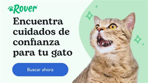 Cómo encontrar un gato perdido en 16 pasos y cómo evitar que vuelva a