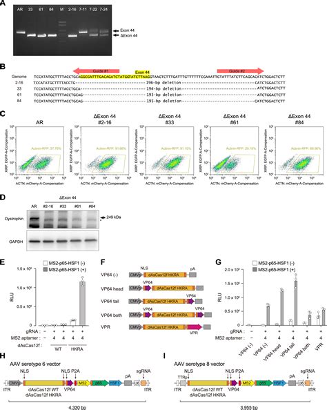 An Ascas12f Based Compact Genome Editing Tool Derived By Deep