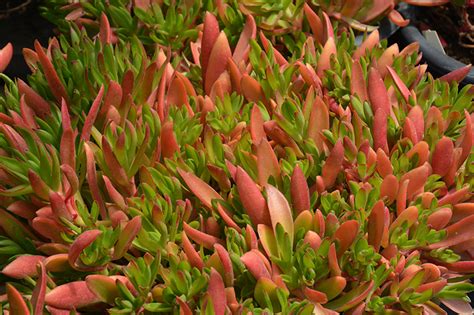 Campfire Crassula Crassula Capitella Campfire In Reno Sparks Lake