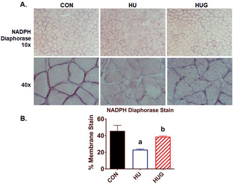 Nadph Diaphorase Staining Assay A Biomarker Of Nnos Activity For The