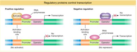 Week 11 Chapter 11 Regulation Of Gene Expression Microbes