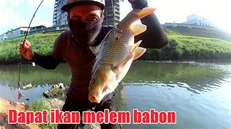 Mancing Ikan Nila Babon Disungai Malaysia YouTube