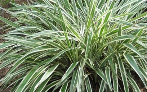 Variegated Flax Lily Dianella Tasmanica Variegata 1 Gallon