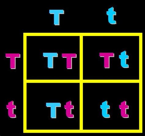 Homozygous Recessive Punnett Square