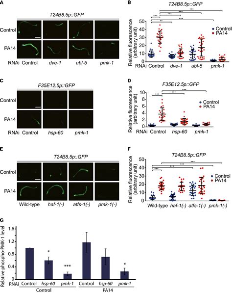 Mitochondrial Chaperone HSP60 Regulates Antibacterial Immunity Via