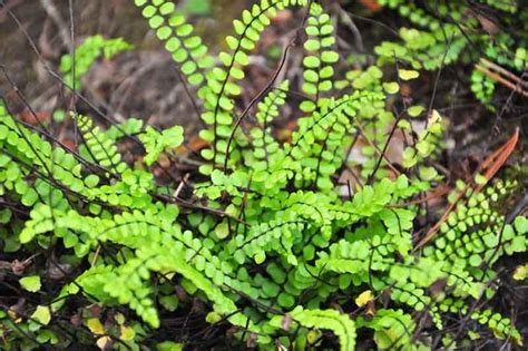 Asplenium trichomanes (Maidenhair Spleenwort)