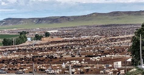 Take A Look Inside One Of The Nations Largest Cattle Feedlots Agdaily