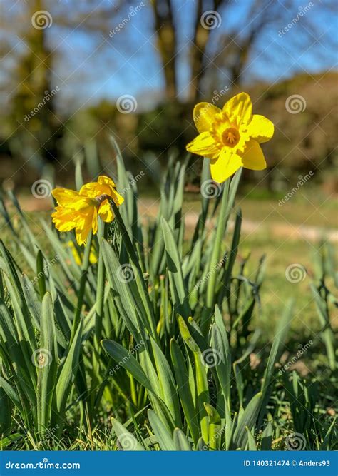 Daffodils Blooming In Spring Sunlight Stock Photo Image Of Bloom