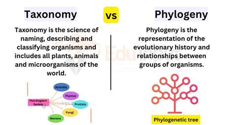 Differences Between Taxonomy And Phylogeny