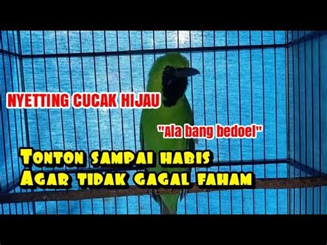 Settingan Cucak Hijau Menjelang Lomba Ala Bang Bedoel Tonton Sampai