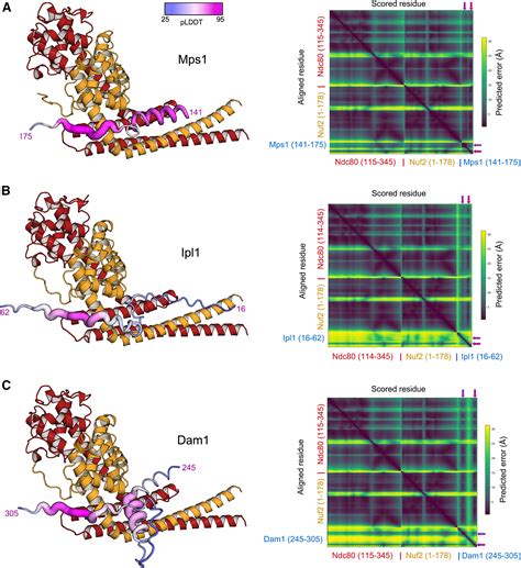 A Communication Hub For Phosphoregulation Of Kinetochore Microtubule