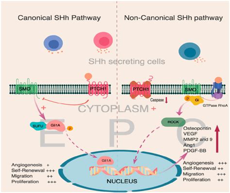 Canonical And Non Canonical Shh Signaling Pathway Of Epcs And Ecs As