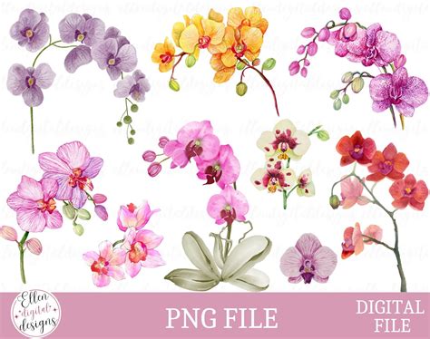 Orchids Clipart Orchids Png Watercolor Orchid Clipart Etsy