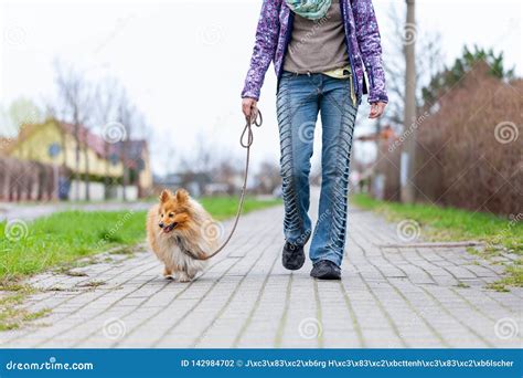 Woman Leads Her Dog On A Leash Stock Photo Image Of Dogs Leadership