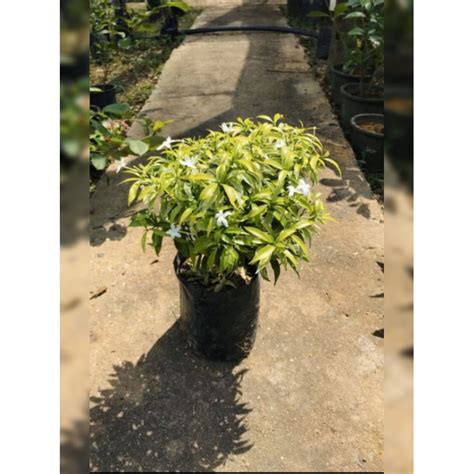 Pokok Bunga Jeliti Thairombusa Mini Daun Kuning Shopee Malaysia