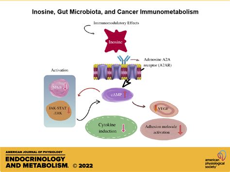 Inosine Gut Microbiota And Cancer Immunometabolism American Journal