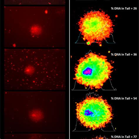 Example Images Of Comets At Magnification Left And Analysis