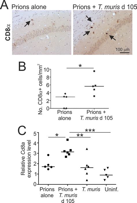 Detection Of Cd Cells Within The Hippocampus During Cns Prion