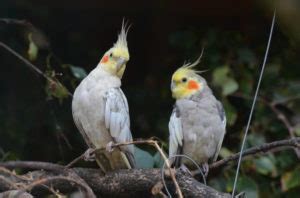 BREEDING COCKATIELS - Easy tips breeding cockatiel