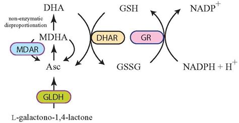 L Ascorbic Acid Recycling Through Dhar And Mdar Following Asc