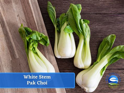 Pak Choi White Stem Cabbage Seeds Heirloom Seed Packet Non Gmo Bok