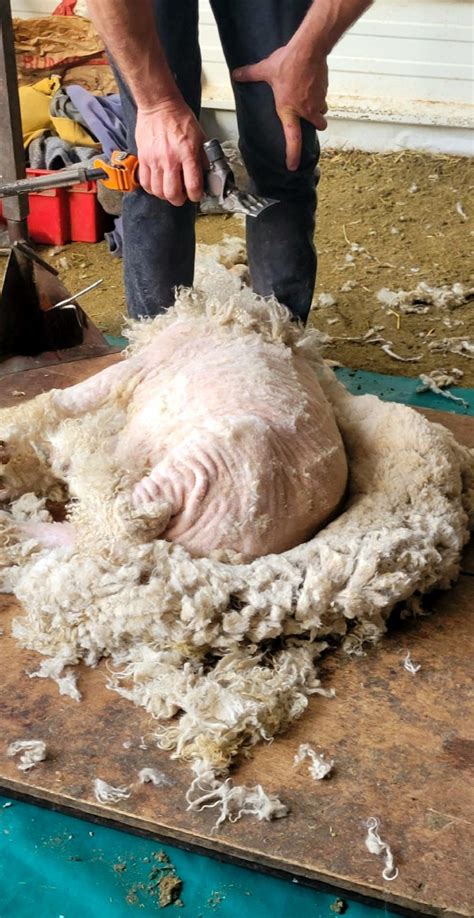 Wecandoo Découvrez un élevage de chèvres Angora et leur belle toison