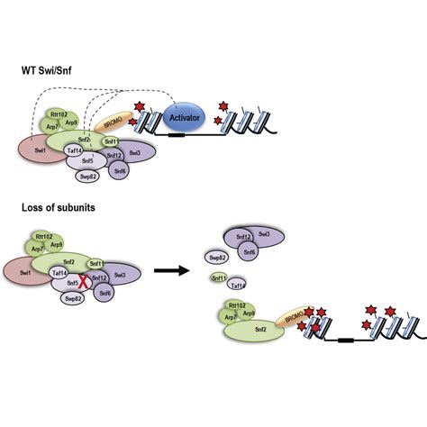 Composition And Function Of Mutant Swi Snf Complexes Cell Reports