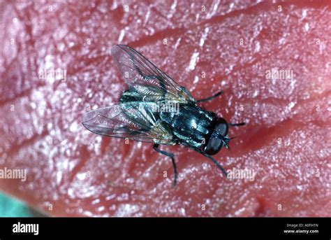 Swarm Of Flies On Meat