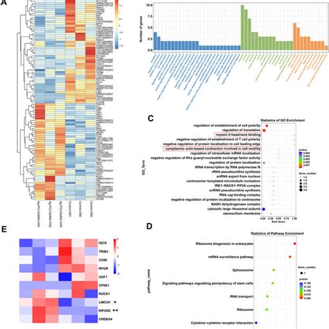 Bioinformatic Analysis Of Fibroblasts Gene Expression Response To