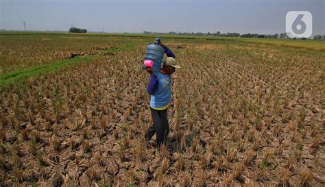 Fenomena El Nino 201 Hektar Sawah Di Tangerang Banten Gagal Panen Dan