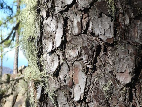 Firecellcoat Brandschutzbeschichtung F R Holz Nach Dem Vorbild Der