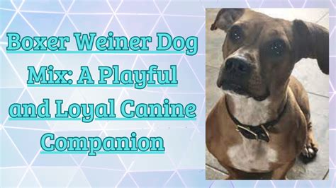 Boxer Weiner Dog Mix: A Playful And Loyal Canine Companion