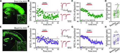 Optogenetic Activation Of Corticostriatal Synapses Using Emx1 Cre And