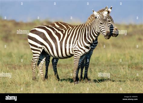 Boehm S Zebra Grant S Zebra Common Zebra Equus Quagga Boehmi Two