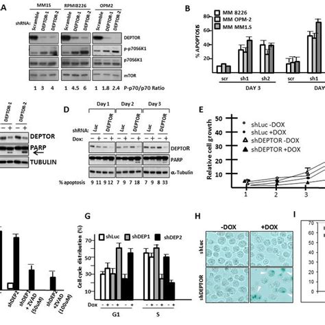 DEPTOR knockdown induces Apoptosis, G1/S cell cycle arrest & senescence ...