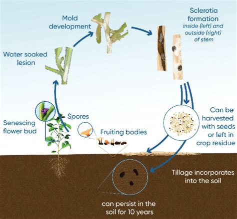 White Mould In Soybeans Pioneer Canada