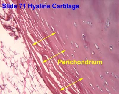 Cartilage