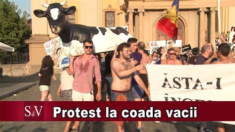 Protestul Studentilor Din Timisoara Cu Vaca Youtube