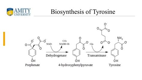 Biosynthesis Of Aromatic Amino Acid Ppt