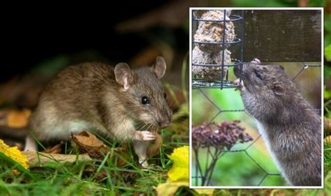 How To Deter Rats Four ‘effective And ‘natural Ways To Stop Rats